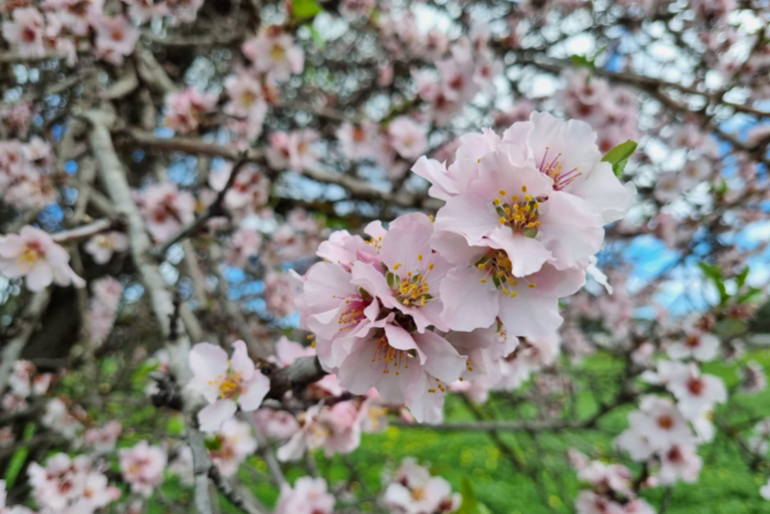 Almond blossom Willunga