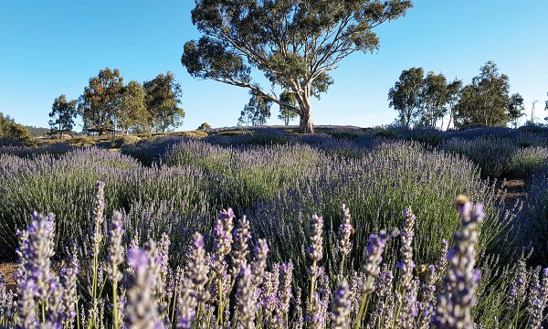 lavender South Australia