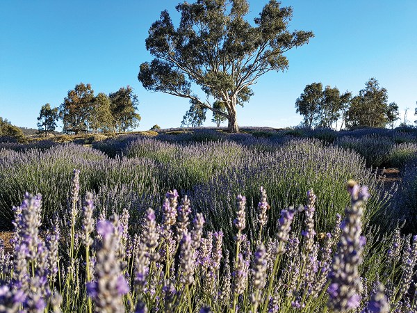 lavender South Australia