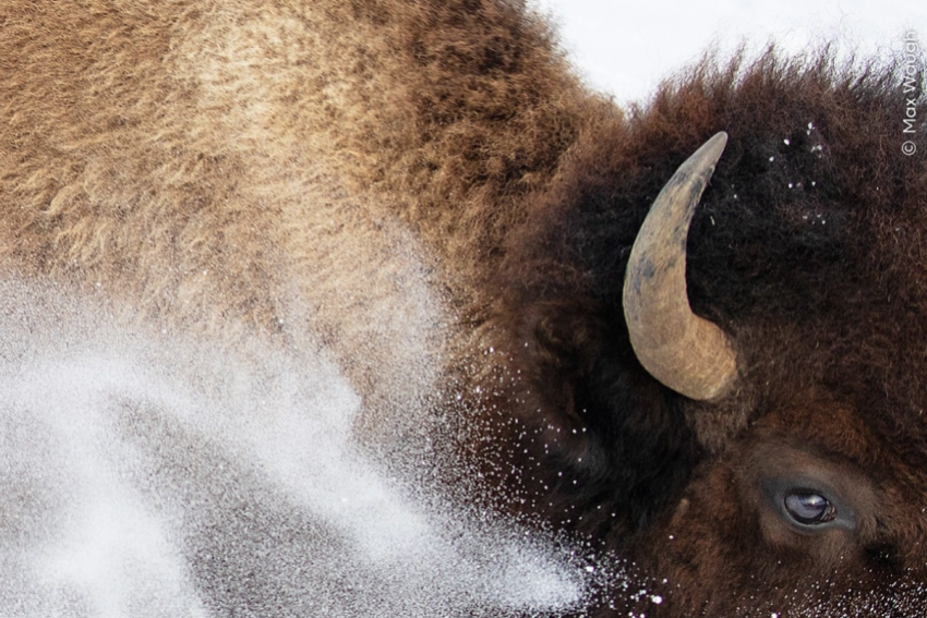 Snow Bison Max Waugh Wildlife Photographer of the Year