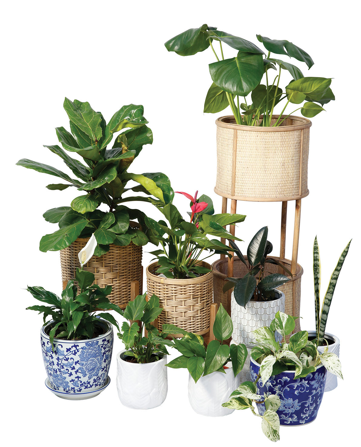 Environment Friendly Plant Gifts - Bloomsvilla