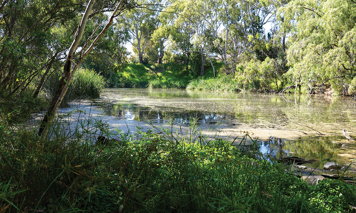 Community growth at St Peters Billabong - SALIFE