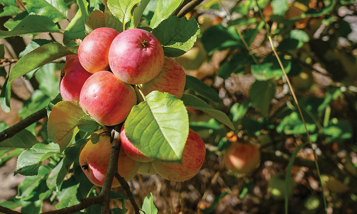 An Apple A Day: Heritage Fruit Trees - SALIFE